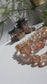 Red-Brown yellow Rutilated Quartz - thạch anh tóc đỏ-nâu vàng
